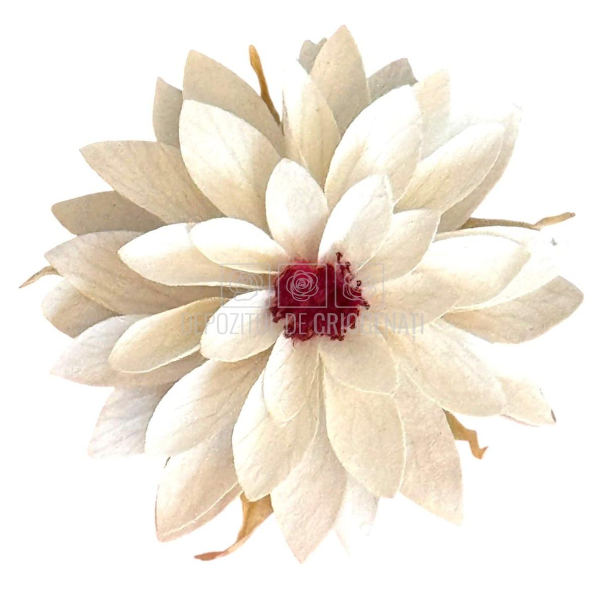 Dalia Criogenata DALIA WHI-04 (Ø8cm x H1-3cm) - Depozitul de Criogenati