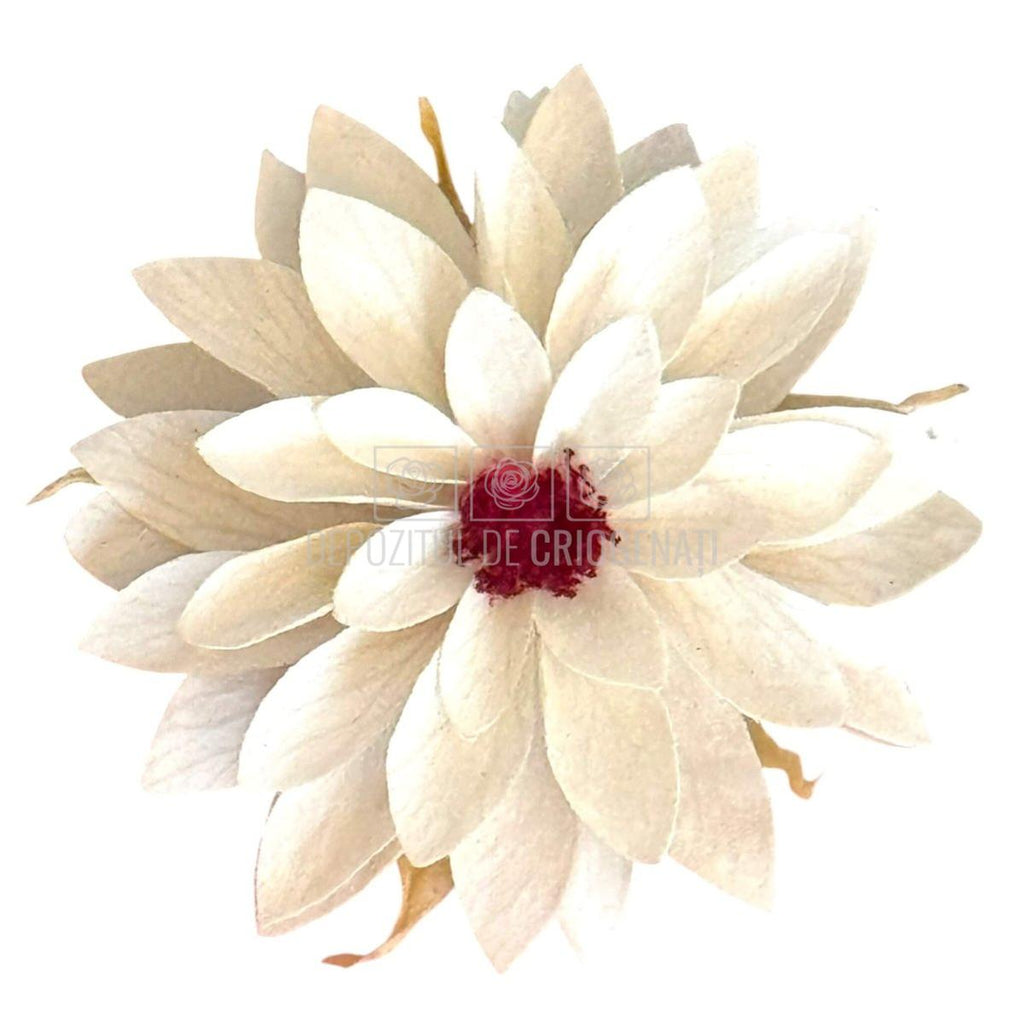 Dalia Criogenata DALIA WHI-04 (Ø8cm x H1-3cm) - Depozitul de Criogenati