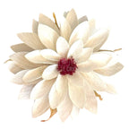 Dalia Criogenata DALIA WHI-04 (Ø8cm x H1-3cm) - Depozitul de Criogenati