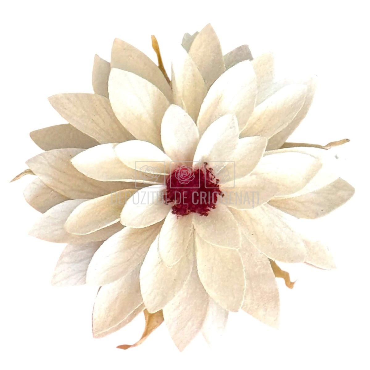 Dalia Criogenata DALIA WHI-04 (Ø8cm x H1-3cm) - Depozitul de Criogenati