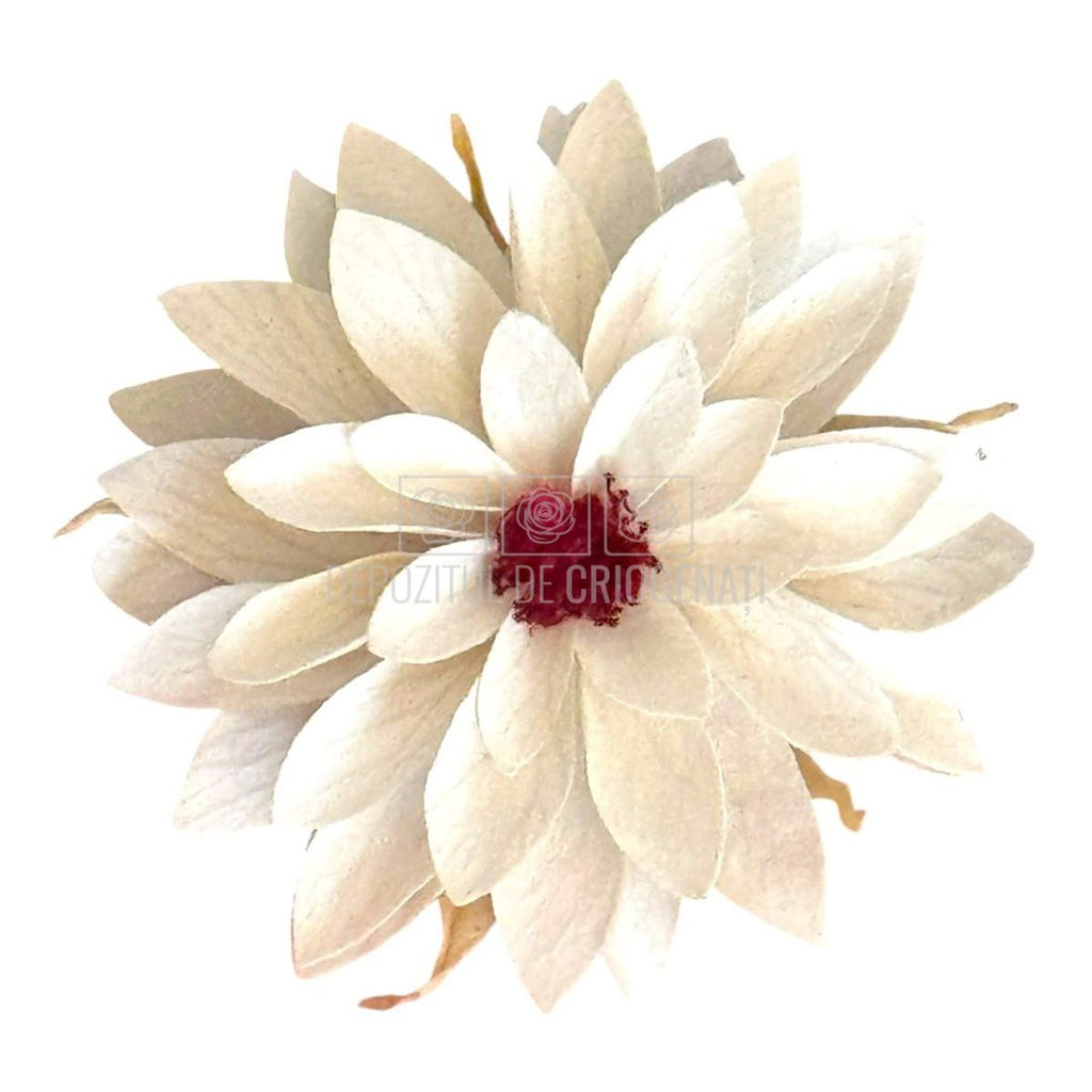 Dalia Criogenata DALIA WHI-04 (Ø8cm x H1-3cm) - Depozitul de Criogenati