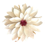 Dalia Criogenata DALIA WHI-04 (Ø8cm x H1-3cm) - Depozitul de Criogenati