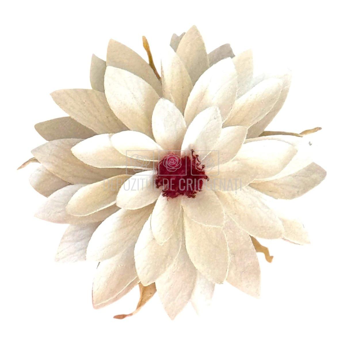 Dalia Criogenata DALIA WHI-04 (Ø8cm x H1-3cm) - Depozitul de Criogenati