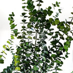 Eucalipt Baby Blue Verde (Buchet Criogenat) - DepozituldeCriogenati.ro