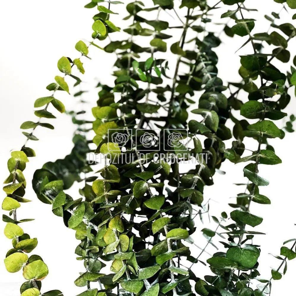 Eucalipt Baby Blue Verde (Buchet Criogenat) - DepozituldeCriogenati.ro