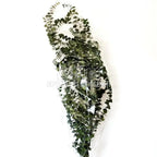 Eucalipt Baby Blue Verde (Buchet Criogenat) - DepozituldeCriogenati.ro