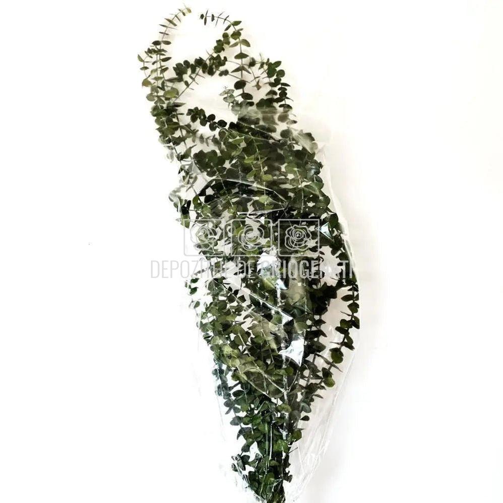 Eucalipt Baby Blue Verde (Buchet Criogenat) - DepozituldeCriogenati.ro