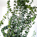 Eucalipt Baby Blue Verde (Buchet Criogenat) - DepozituldeCriogenati.ro