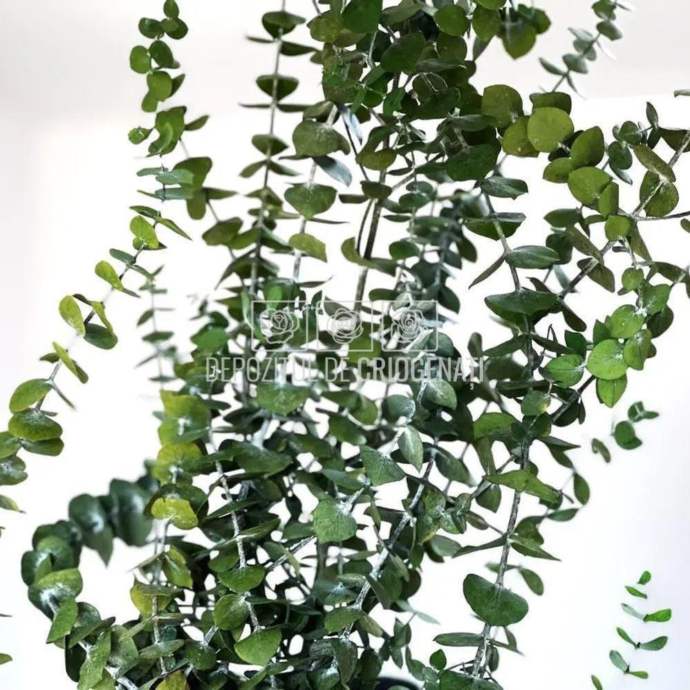 Eucalipt Baby Blue Verde (Buchet Criogenat) - DepozituldeCriogenati.ro