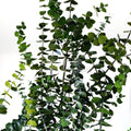 Eucalipt Baby Blue Verde (Buchet Criogenat) - DepozituldeCriogenati.ro