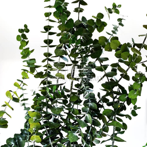Eucalipt Baby Blue Verde (Buchet Criogenat) - DepozituldeCriogenati.ro