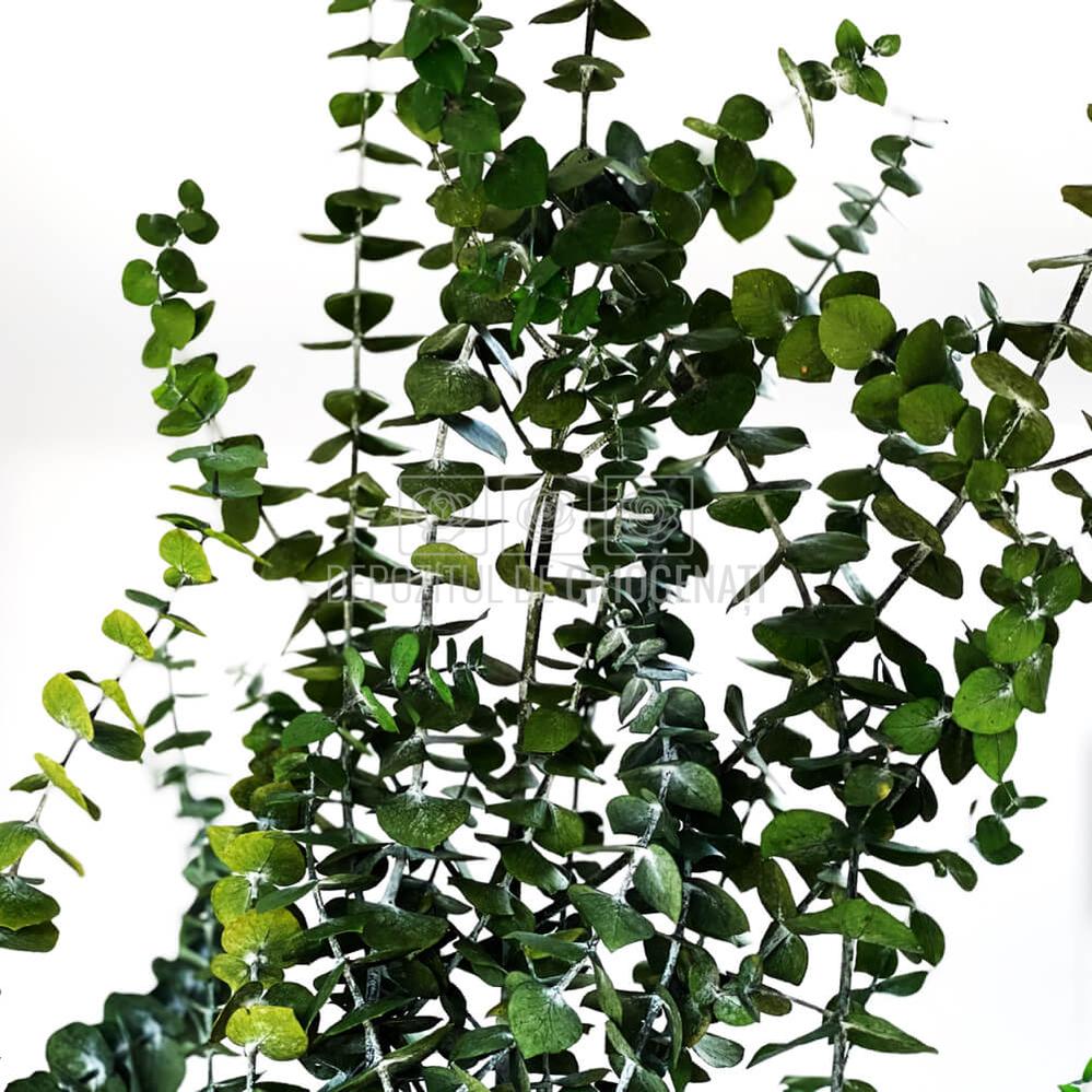 Eucalipt Baby Blue Verde (Buchet Criogenat) - DepozituldeCriogenati.ro