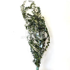 Eucalipt Baby Blue Verde (Buchet Criogenat) - DepozituldeCriogenati.ro