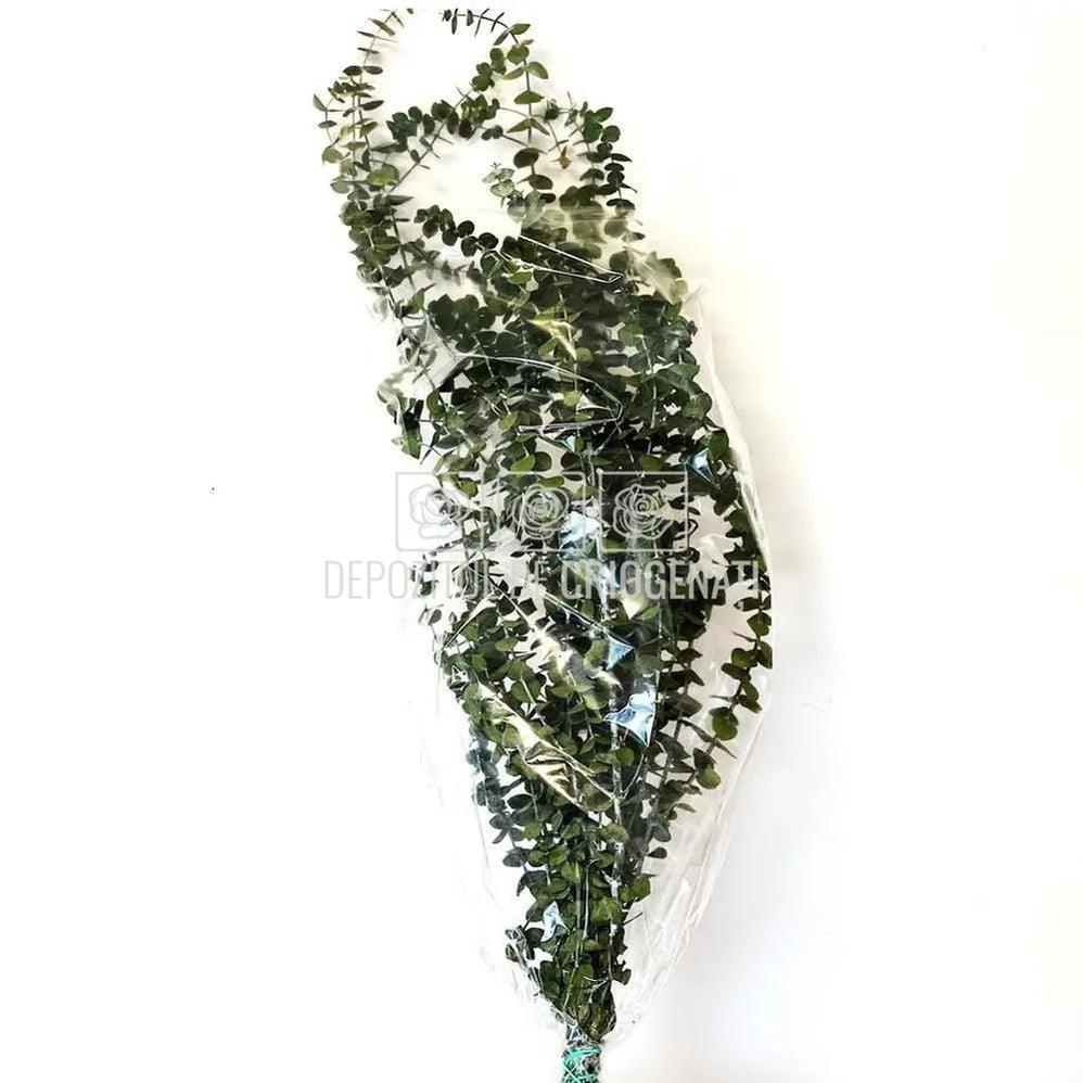 Eucalipt Baby Blue Verde (Buchet Criogenat) - DepozituldeCriogenati.ro