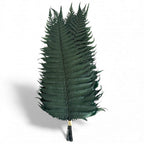 Feriga Verde Parchment (Buchet Criogenat, 10 buc) - Depozitul de Criogenati