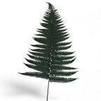 Feriga Verde Parchment (Buchet Criogenat, 10 buc) - Depozitul de Criogenati