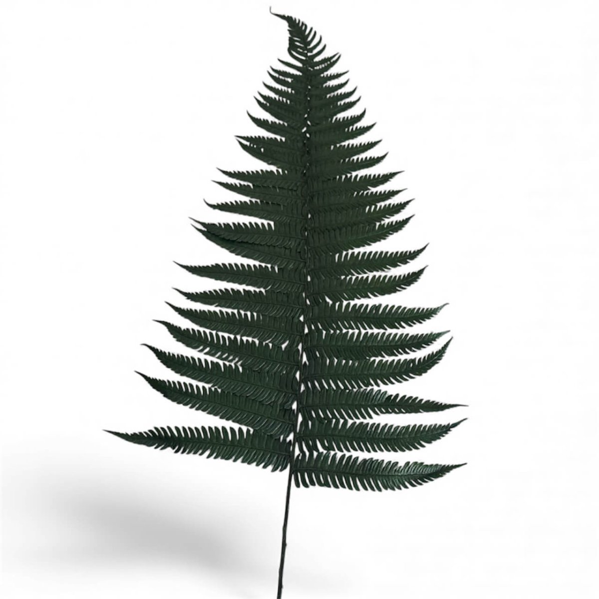 Feriga Verde Parchment (Buchet Criogenat, 10 buc) - Depozitul de Criogenati