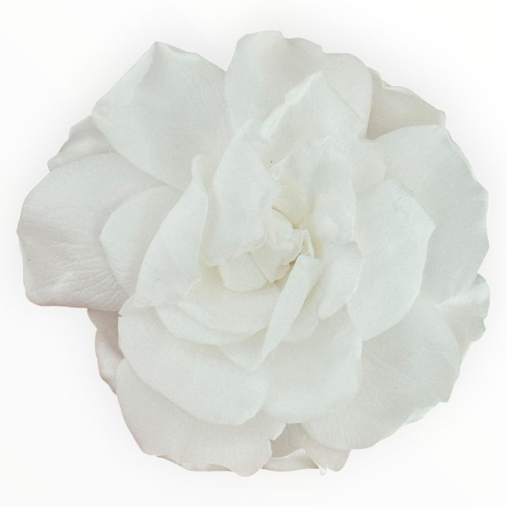 Floare Criogenata Alba GARDENIA WHITE (dia. 7 - 8cm) - Depozitul de Criogenati