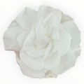 Floare Criogenata Alba GARDENIA WHITE (dia. 7 - 8cm) - Depozitul de Criogenati