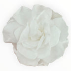 Floare Criogenata Alba GARDENIA WHITE (dia. 7 - 8cm) - Depozitul de Criogenati