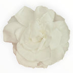 Floare Criogenata Alba GARDENIA WHITE (dia. 7 - 8cm) - Depozitul de Criogenati