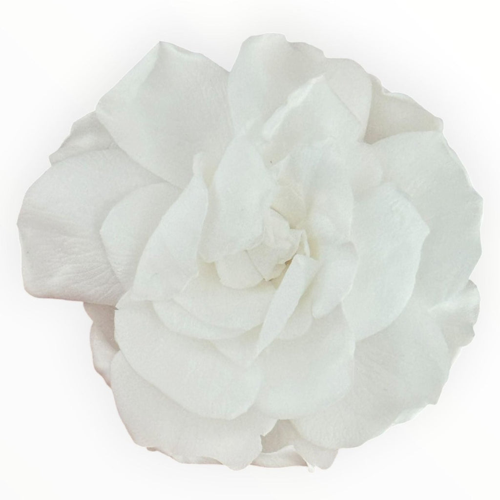 Floare Criogenata Alba GARDENIA WHITE (dia. 7 - 8cm) - Depozitul de Criogenati