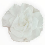 Floare Criogenata Alba GARDENIA WHITE (dia. 7 - 8cm) - Depozitul de Criogenati