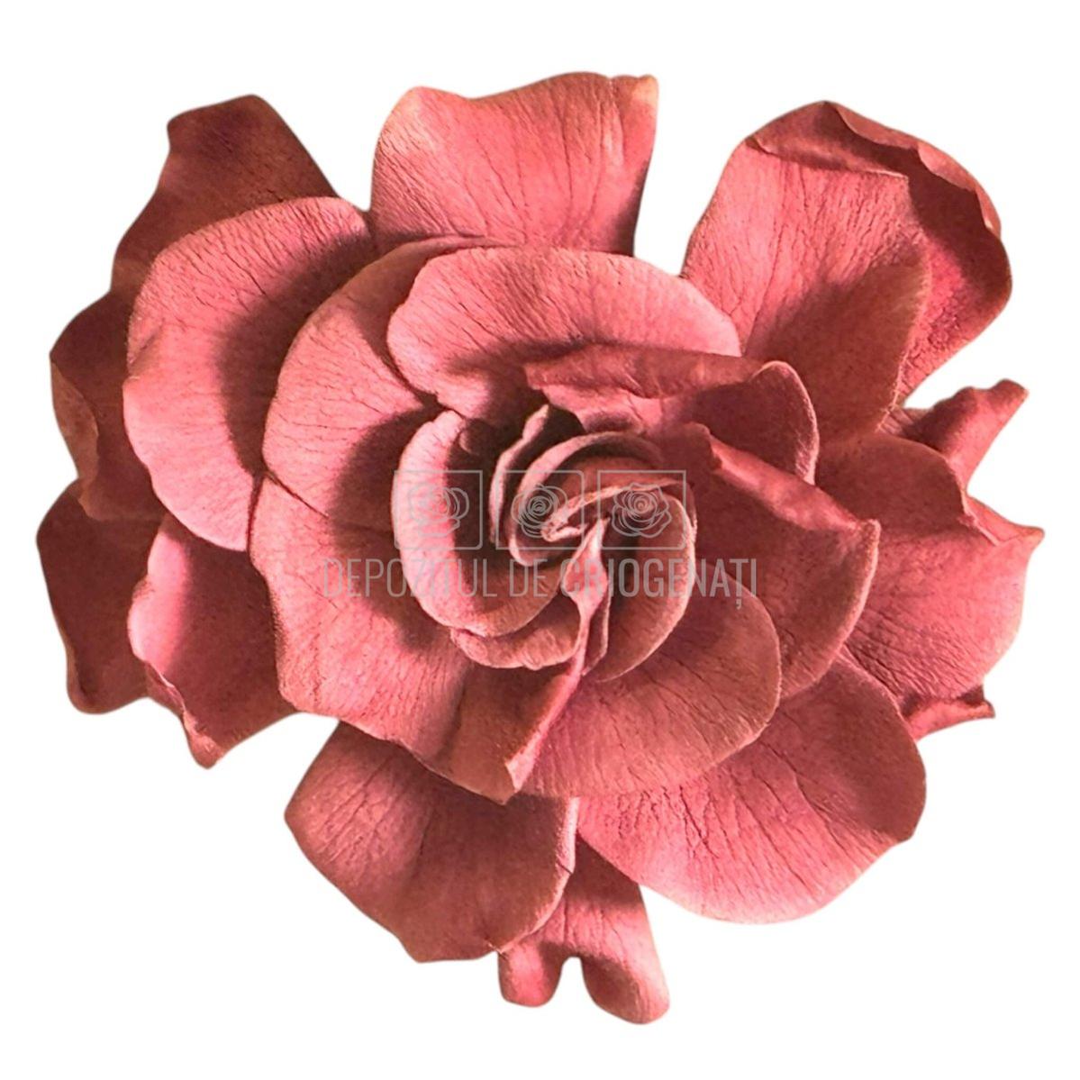 Floare criogenata roz pudrat GARDENIA CRANBERRY (dia. 7-8cm) - Depozitul de Criogenati