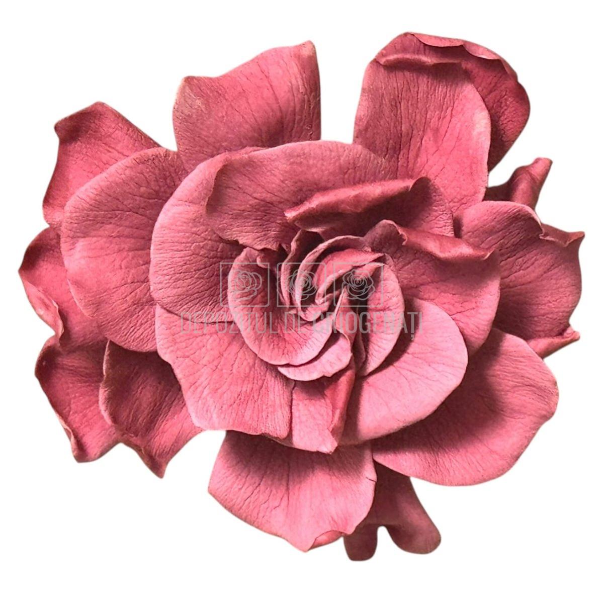 Floare criogenata roz pudrat GARDENIA CRANBERRY (dia. 7-8cm) - Depozitul de Criogenati