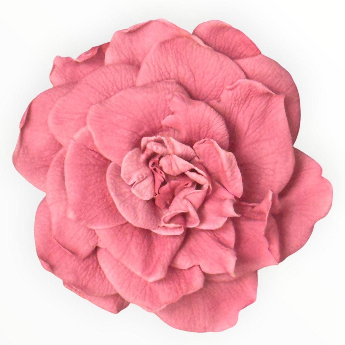 Floare Criogenata Roz pudrat Gardenia pentru decor - Depozitul de Criogenati