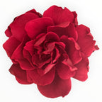 Floare criogenata visinie GARDENIA BURGUNDY (dia. 7 - 8cm) - Depozitul de Criogenati