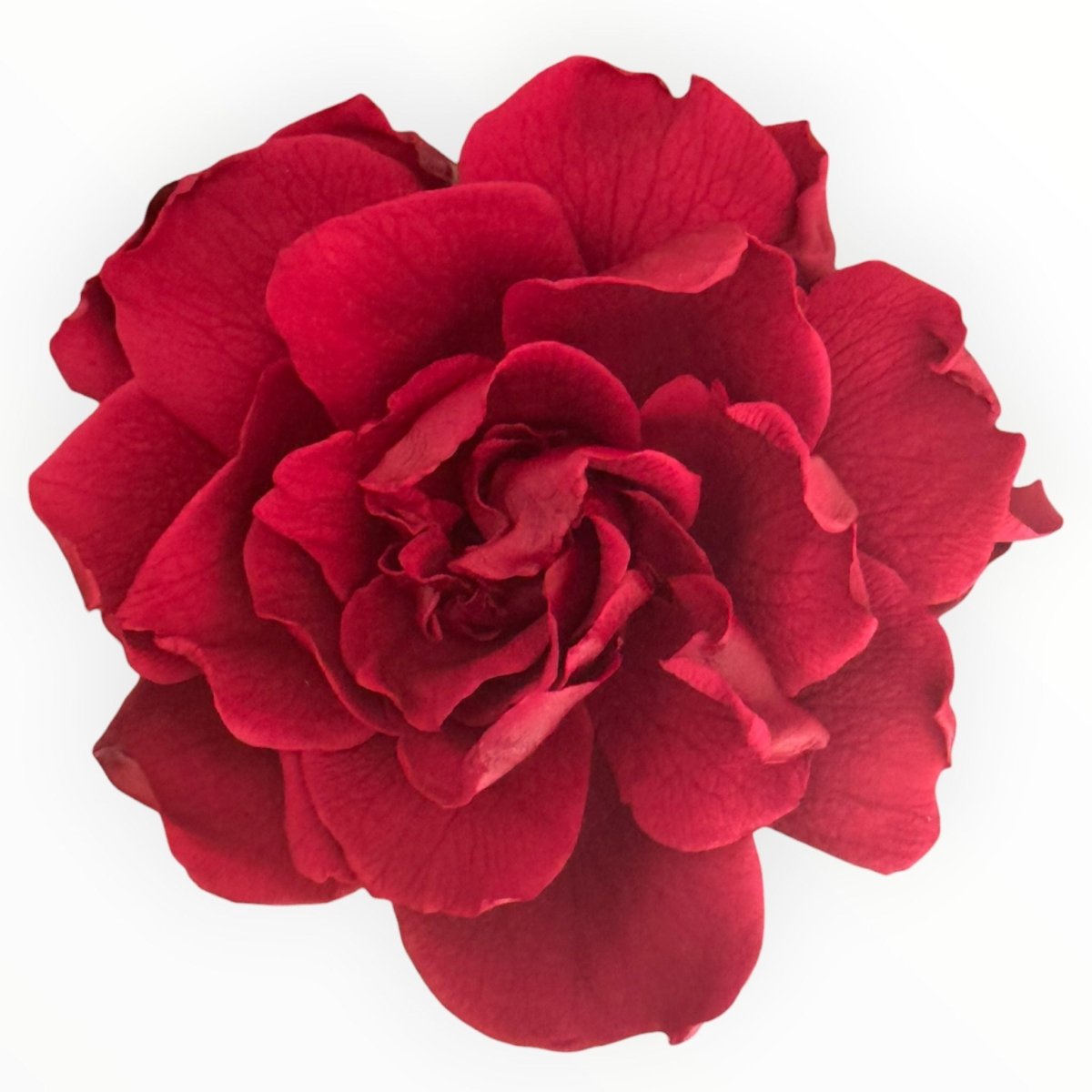 Floare criogenata visinie GARDENIA BURGUNDY (dia. 7 - 8cm) - Depozitul de Criogenati