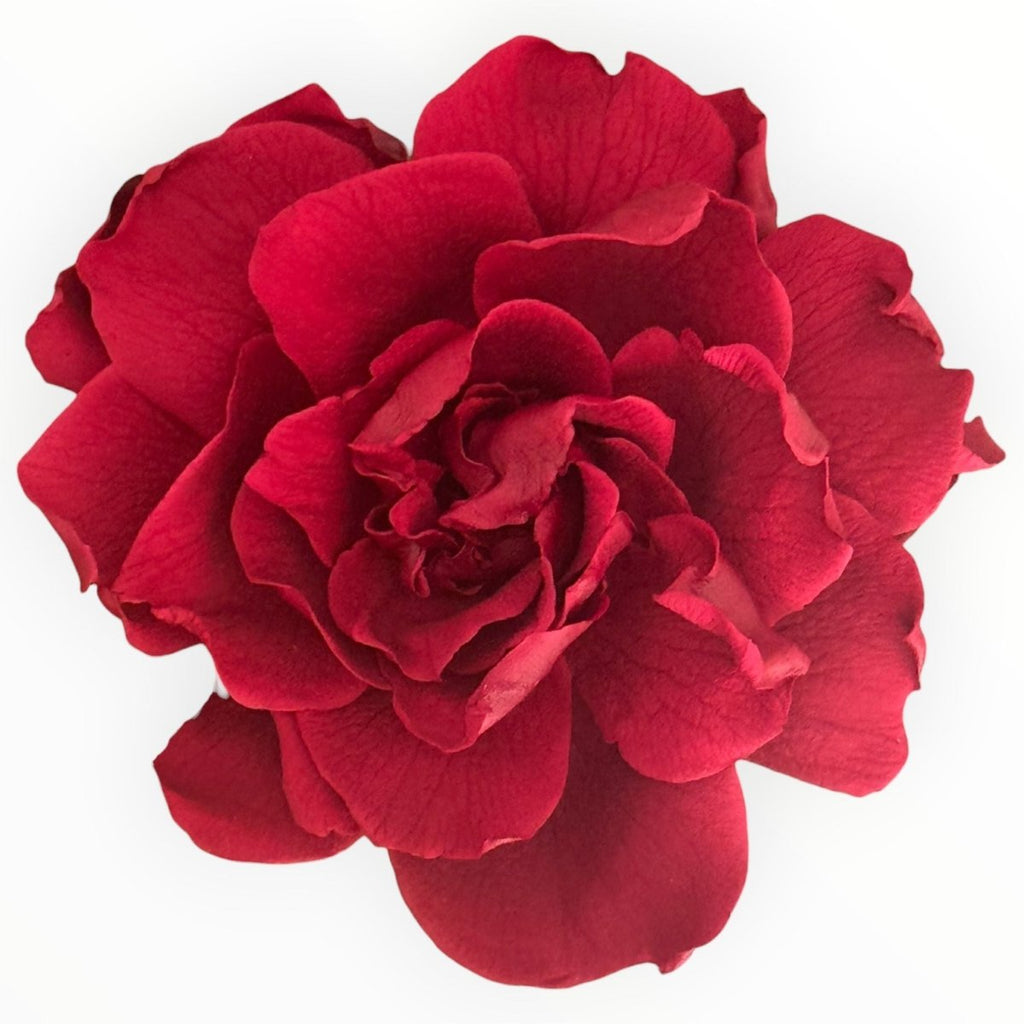 Floare criogenata visinie GARDENIA BURGUNDY (dia. 7 - 8cm) - Depozitul de Criogenati