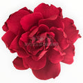 Floare criogenata visinie GARDENIA BURGUNDY (dia. 7 - 8cm) - Depozitul de Criogenati