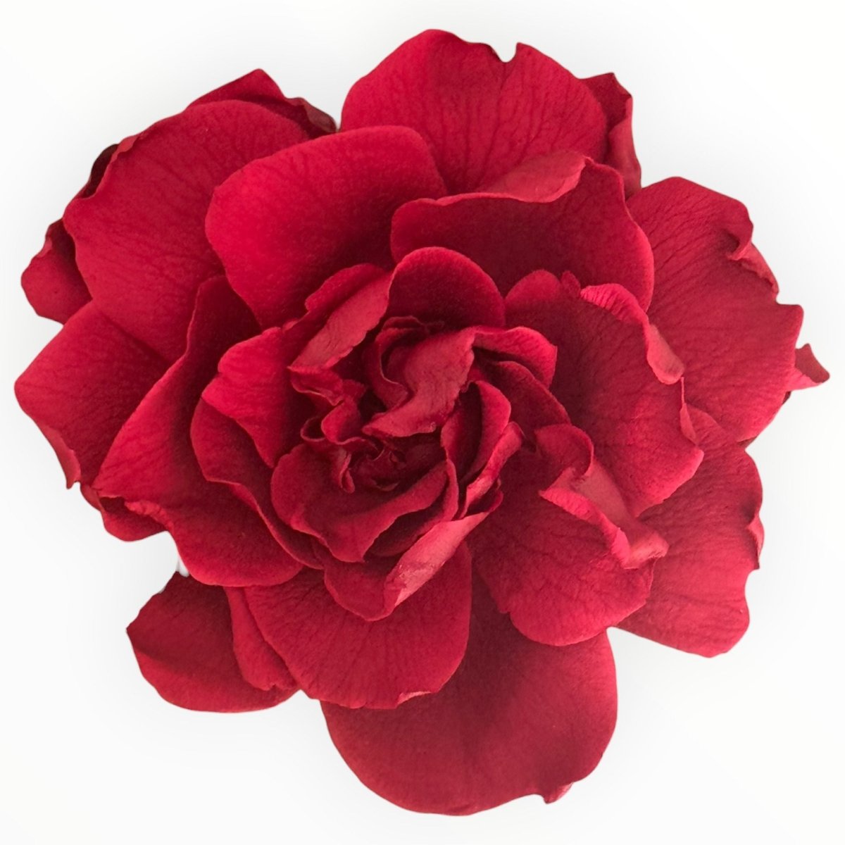 Floare criogenata visinie GARDENIA BURGUNDY (dia. 7 - 8cm) - Depozitul de Criogenati