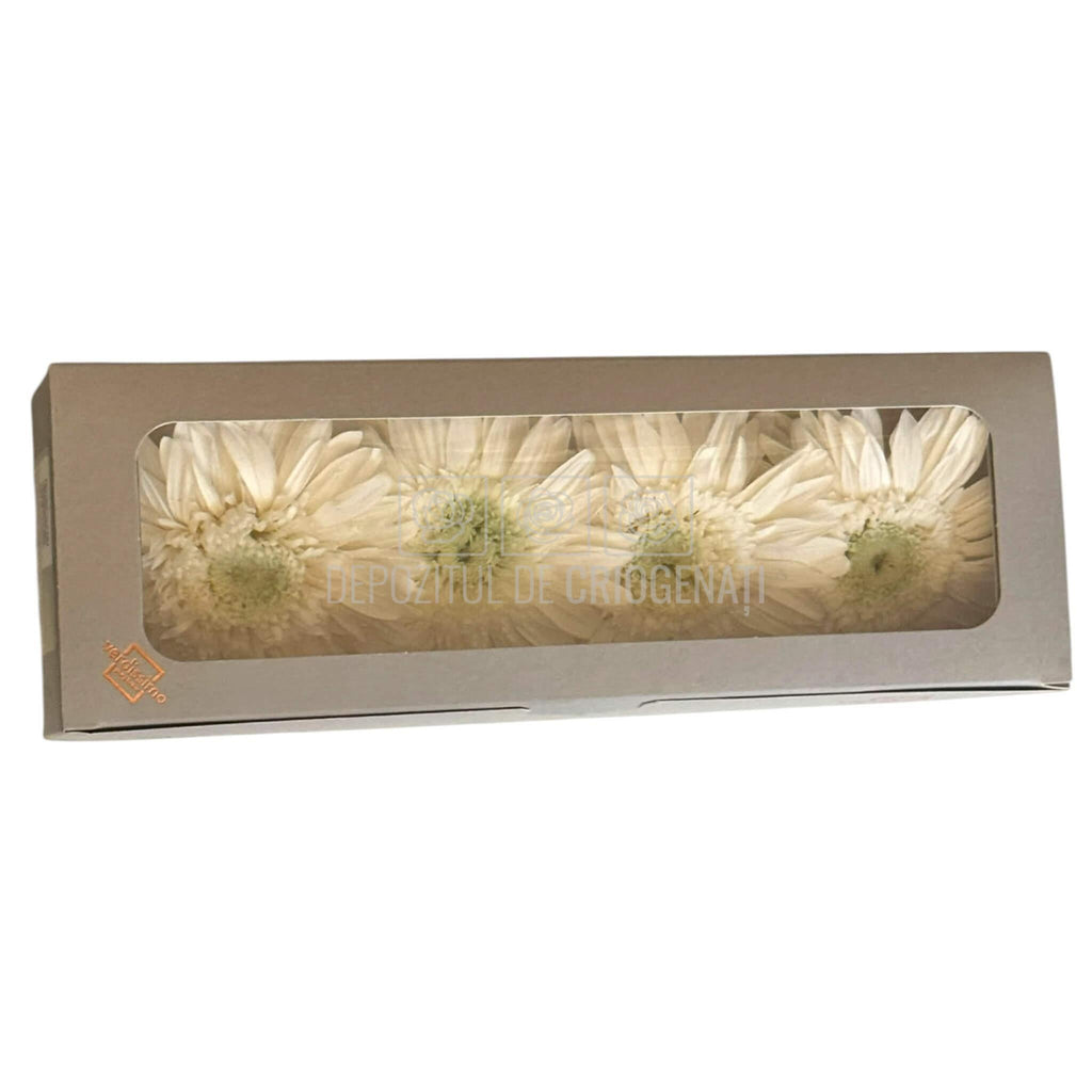 Gerbera Criogenata Albă Verdissimo (dia. 8-9,5 cm) - Depozitul de Criogenati
