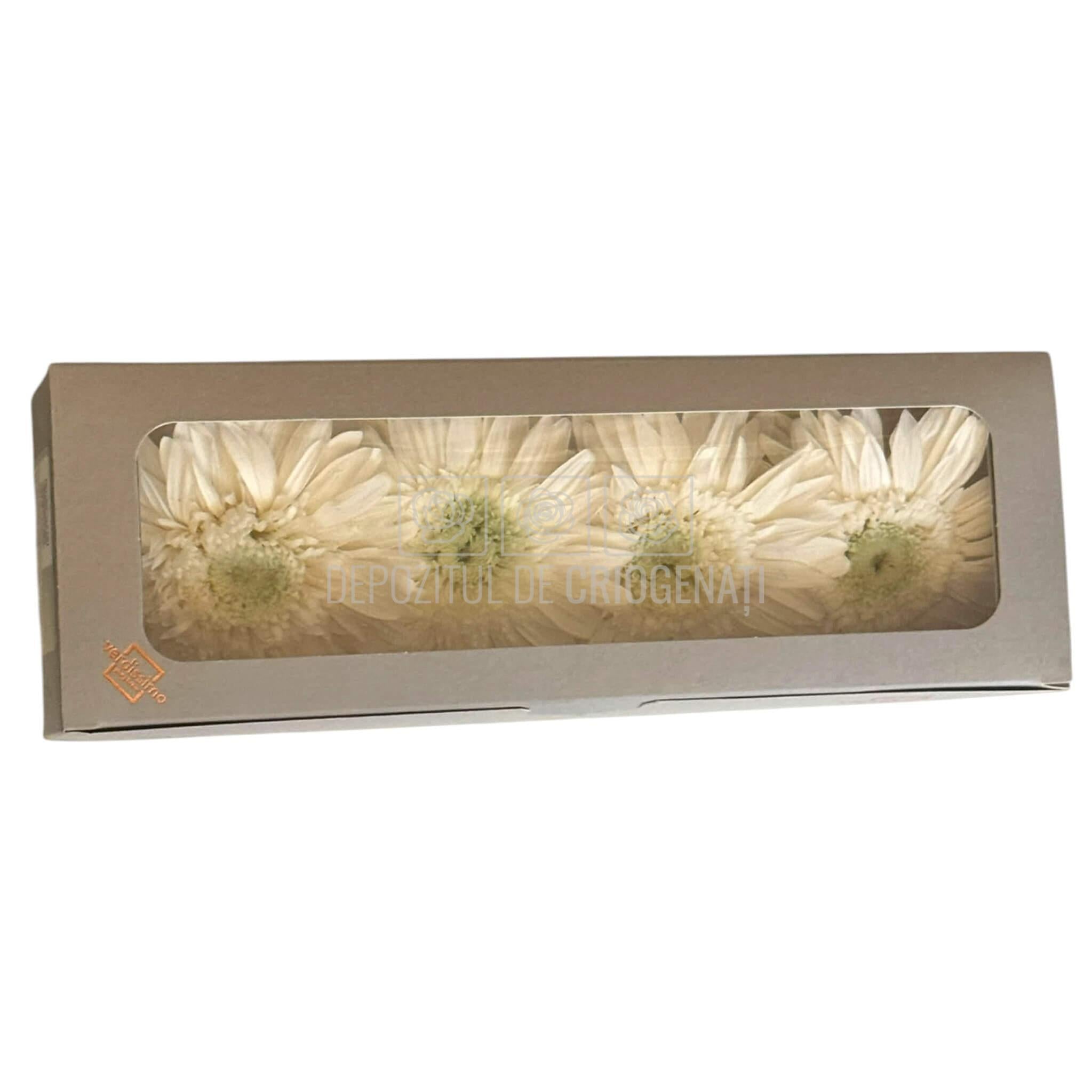 Gerbera Criogenata Albă Verdissimo (dia. 8-9,5 cm) - Depozitul de Criogenati