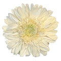 Gerbera Criogenata Albă Verdissimo (dia. 8-9,5 cm) - Depozitul de Criogenati