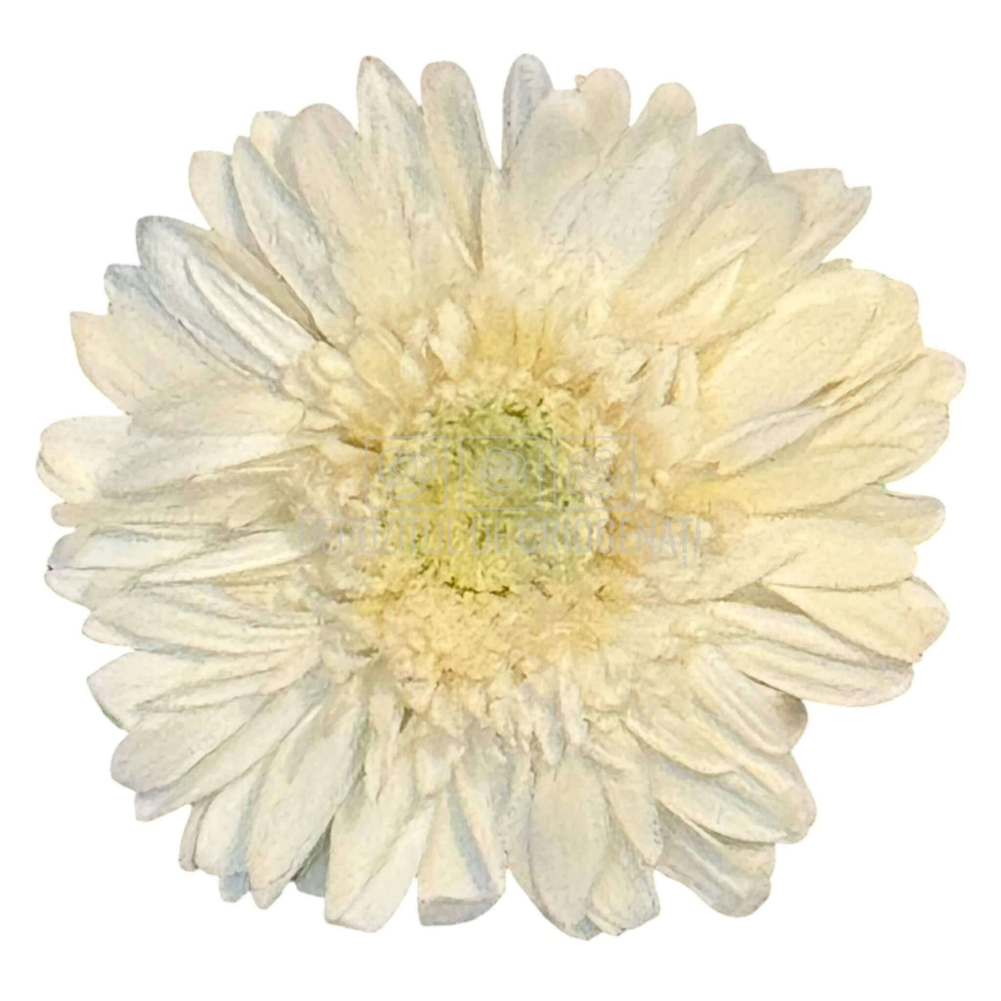 Gerbera Criogenata Albă Verdissimo (dia. 8-9,5 cm) - Depozitul de Criogenati