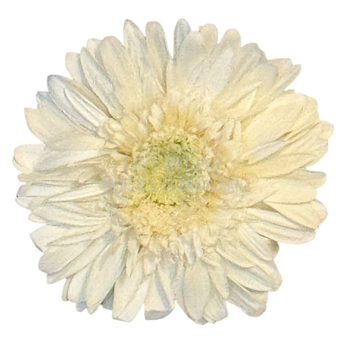 Gerbera Criogenata Albă Verdissimo (dia. 8-9,5 cm) - Depozitul de Criogenati