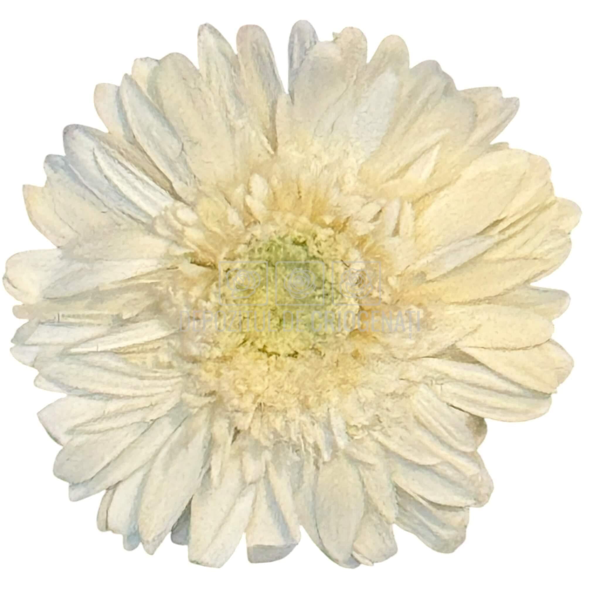 Gerbera Criogenata Albă Verdissimo (dia. 8-9,5 cm) - Depozitul de Criogenati