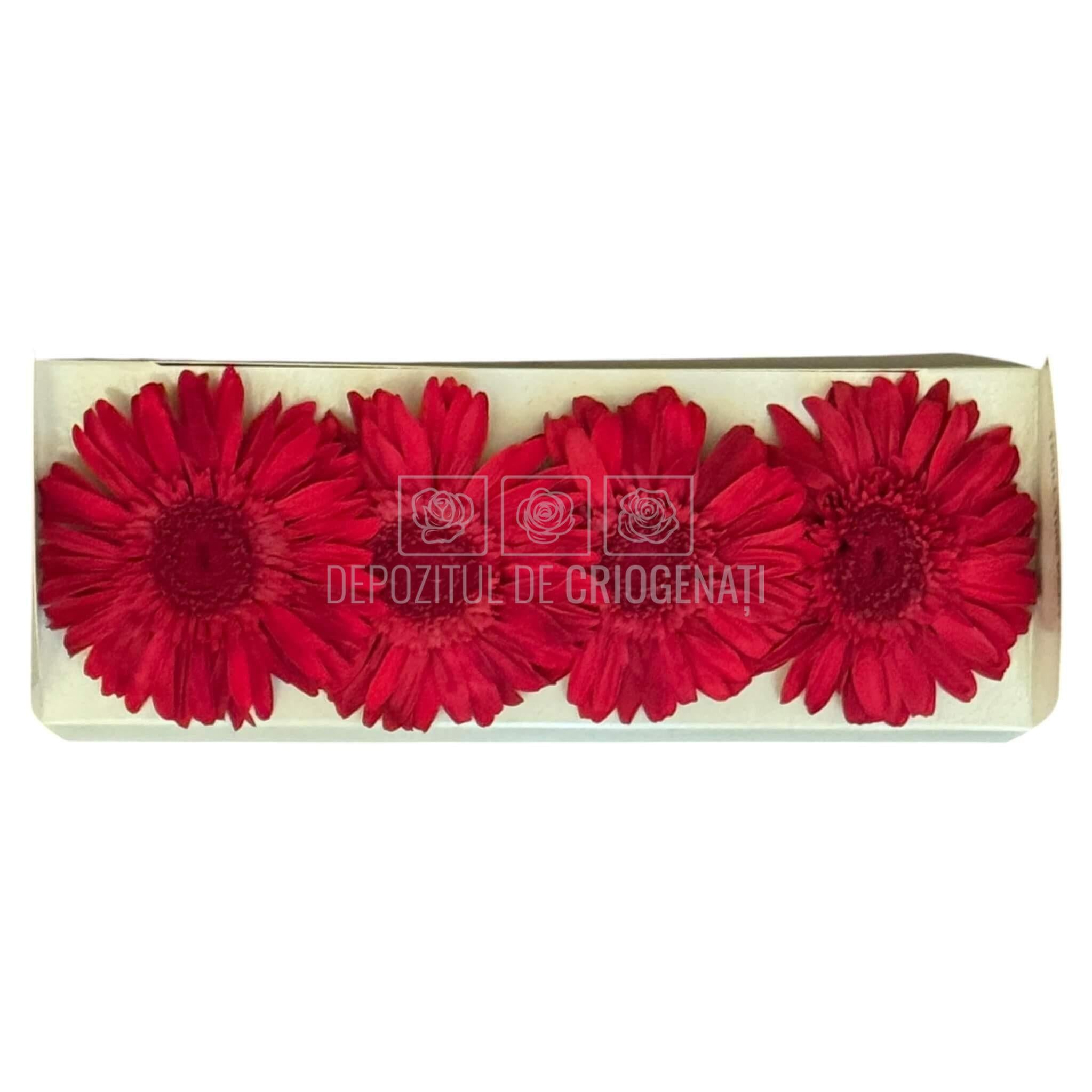 Gerbera Criogenata Rosie Verdissimo (dia. 8-9,5 cm) - Depozitul de Criogenati