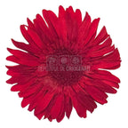 Gerbera Criogenata Rosie Verdissimo (dia. 8-9,5 cm) - Depozitul de Criogenati