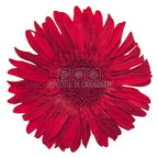 Gerbera Criogenata Rosie Verdissimo (dia. 8-9,5 cm) - Depozitul de Criogenati