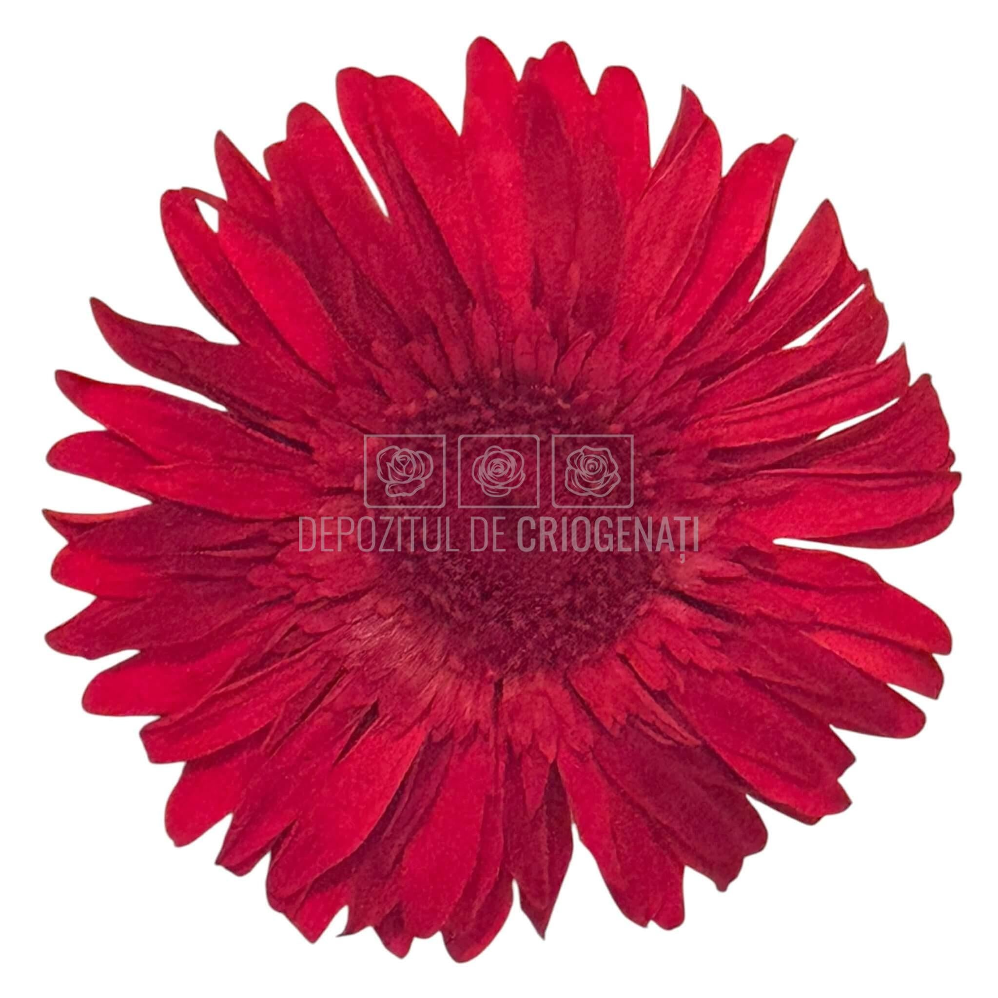 Gerbera Criogenata Rosie Verdissimo (dia. 8-9,5 cm) - Depozitul de Criogenati
