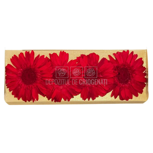 Gerbera Criogenata Rosie Verdissimo (dia. 8-9,5 cm) - Depozitul de Criogenati