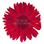 Gerbera Criogenata Rosie Verdissimo (dia. 8-9,5 cm) - Depozitul de Criogenati
