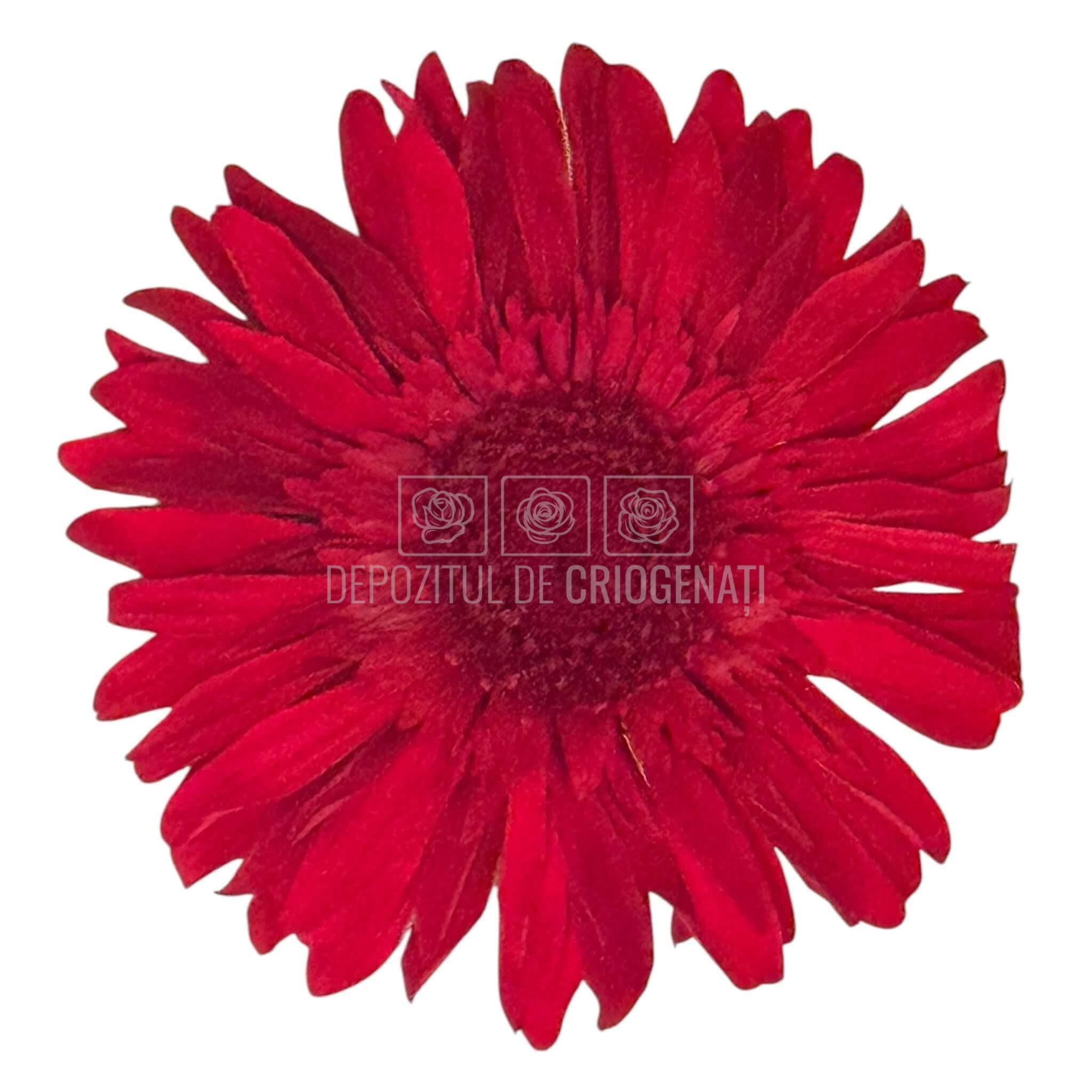 Gerbera Criogenata Rosie Verdissimo (dia. 8-9,5 cm) - Depozitul de Criogenati