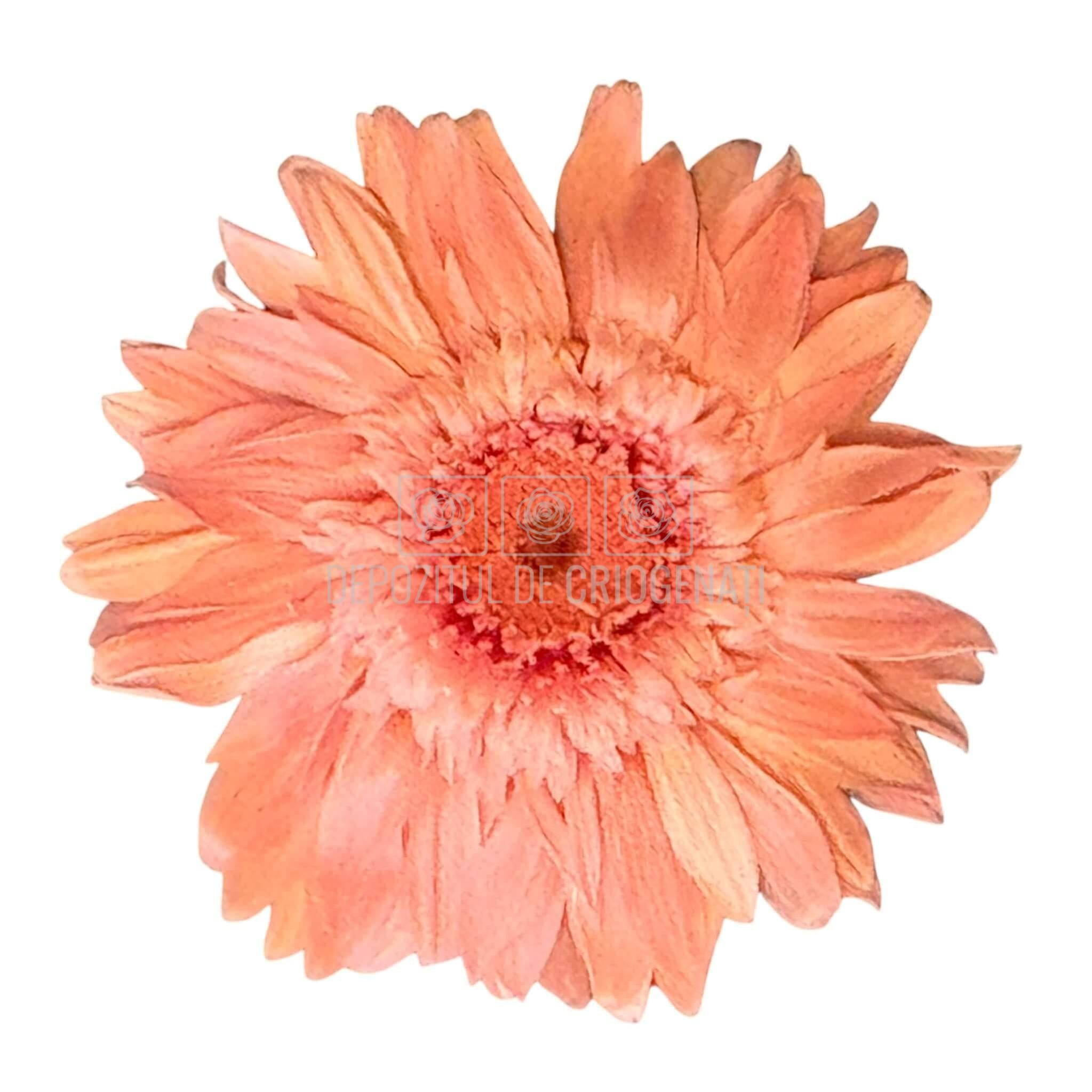 Gerbera Criogenata Roz Verdissimo (dia. 8-9,5 cm) - Depozitul de Criogenati
