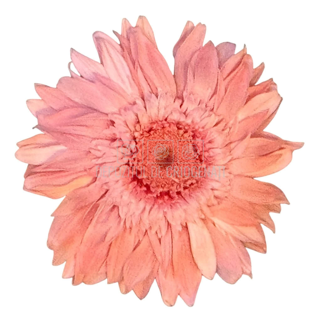 Gerbera Criogenata Roz Verdissimo (dia. 8-9,5 cm) - Depozitul de Criogenati